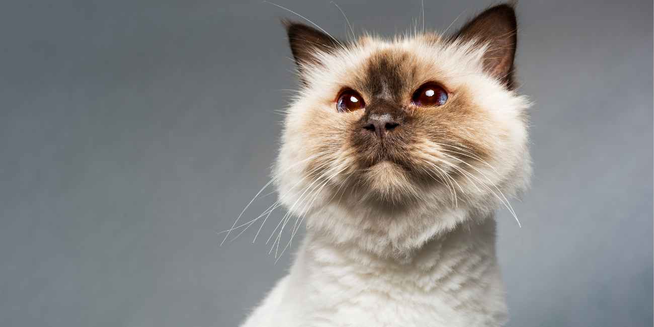 Summertime Why You Shouldn't Shave Your Pets and What To Do Instead At Buddy's Paws & Claws