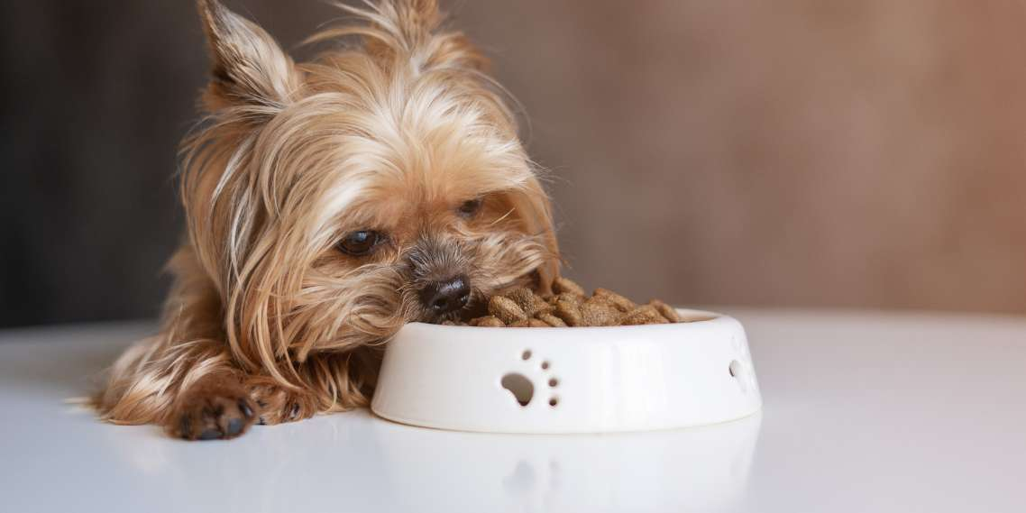 Dog is eating from dog bowl