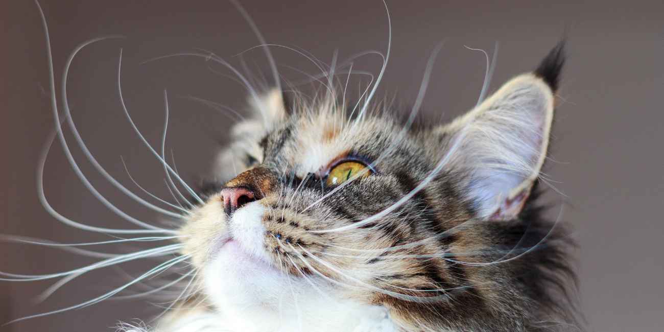 Cat Supplies
