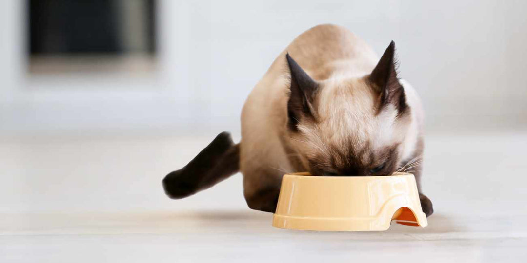 Cat is Eating from the cat dish