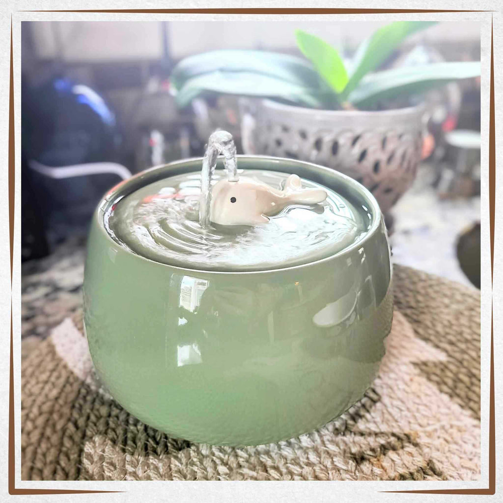 Cat Water Fountain - Whale