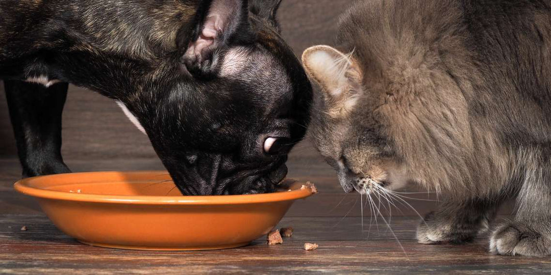 Dog and Cat are sharing the same pet bowl