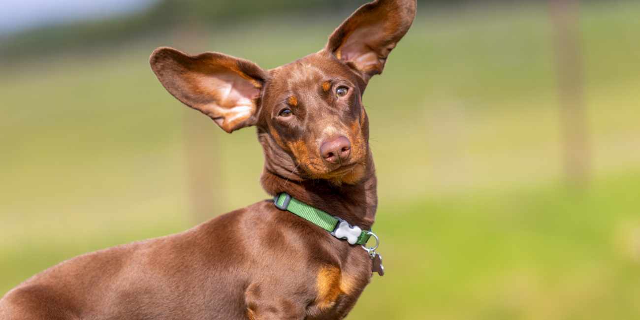 Tail Docking and Ear Cropping in Dogs – At Buddy's Paws & Claws