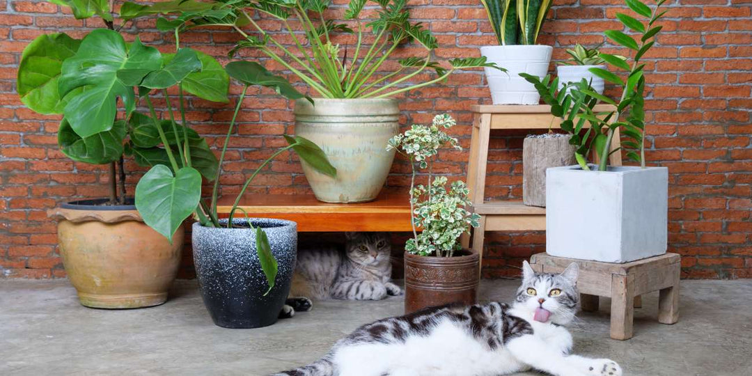 Pet-Friendly Plants: cat is surrounded by plants