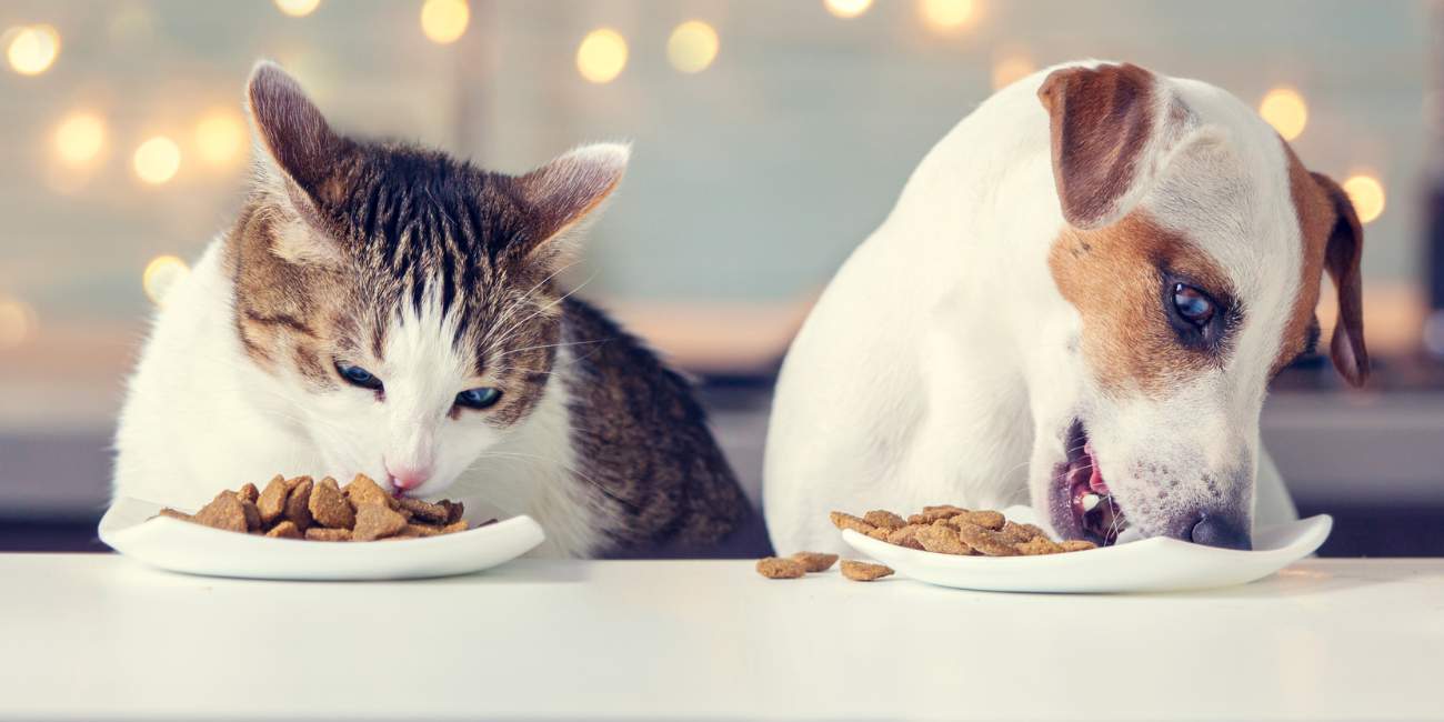 Dog and Cat are eating from pet dishes