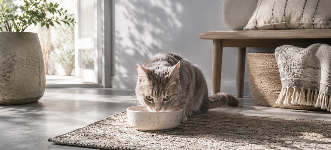 Cat is Eating from the cat dish