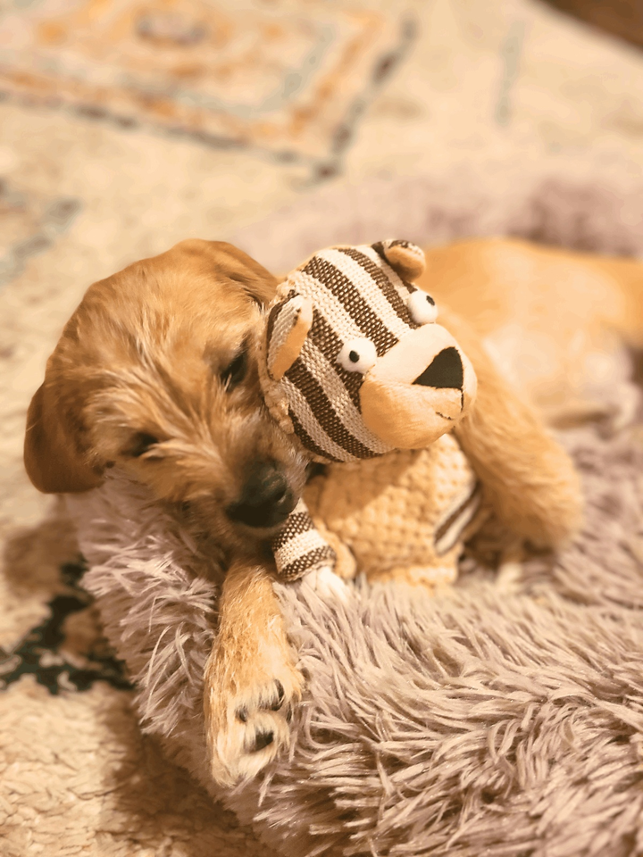 Dog Toy - Brown paw Bear