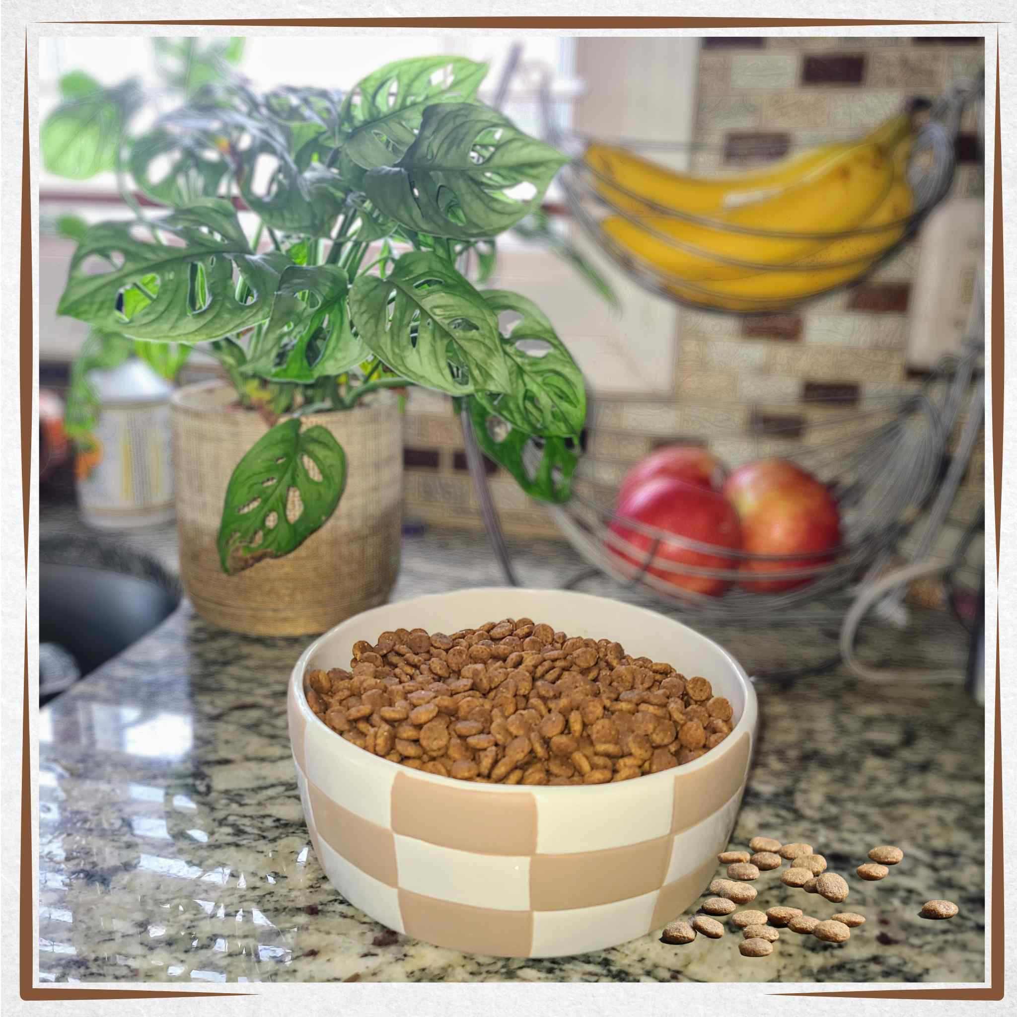 Large Dog Bowl - Checkered - At Buddy's Paws & Claws