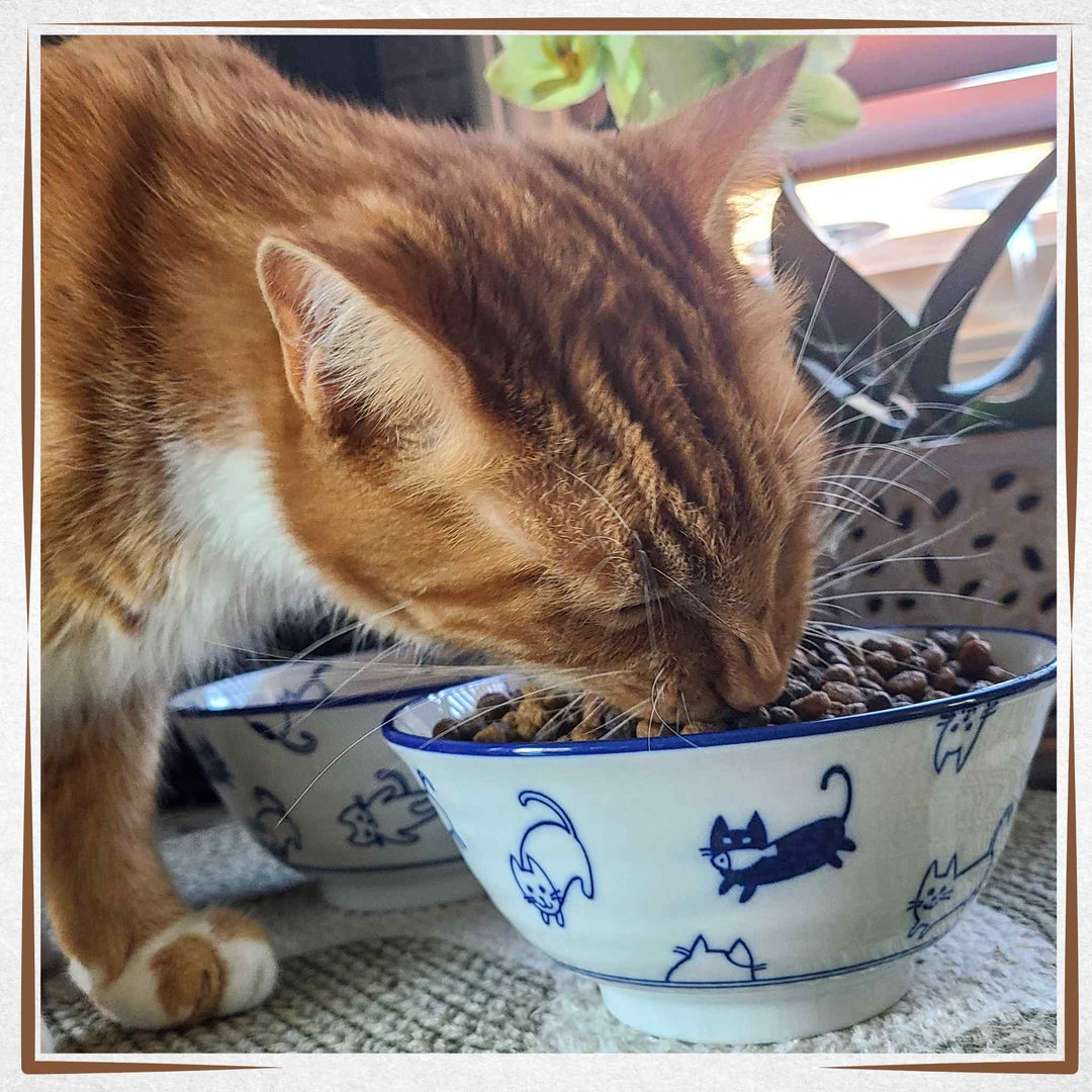 Japanese Ceramic Cat Bowl