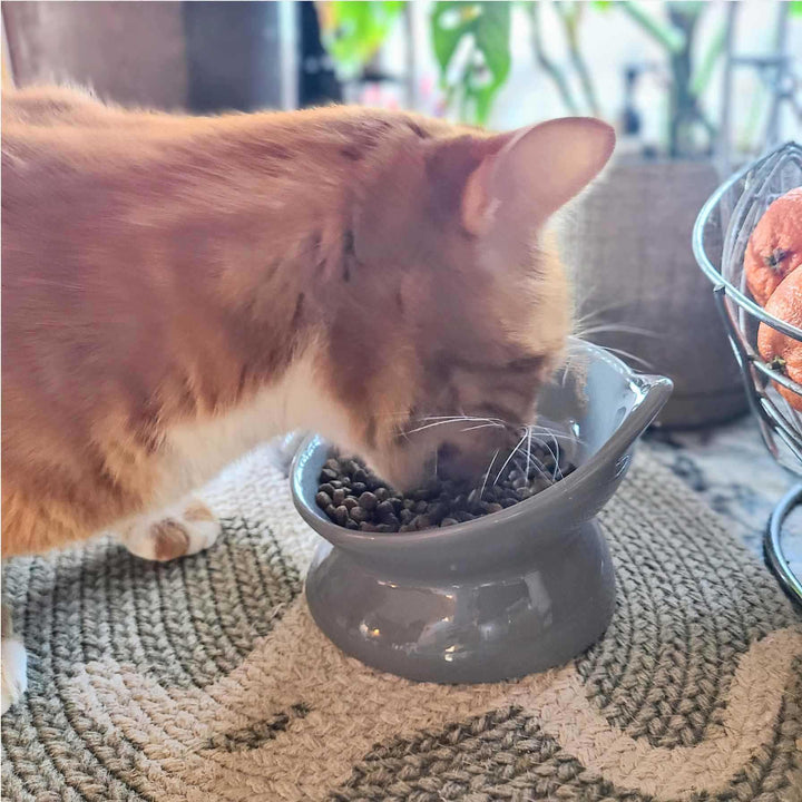 Cat is eating from Raised Tilted Gray Cat Bowl