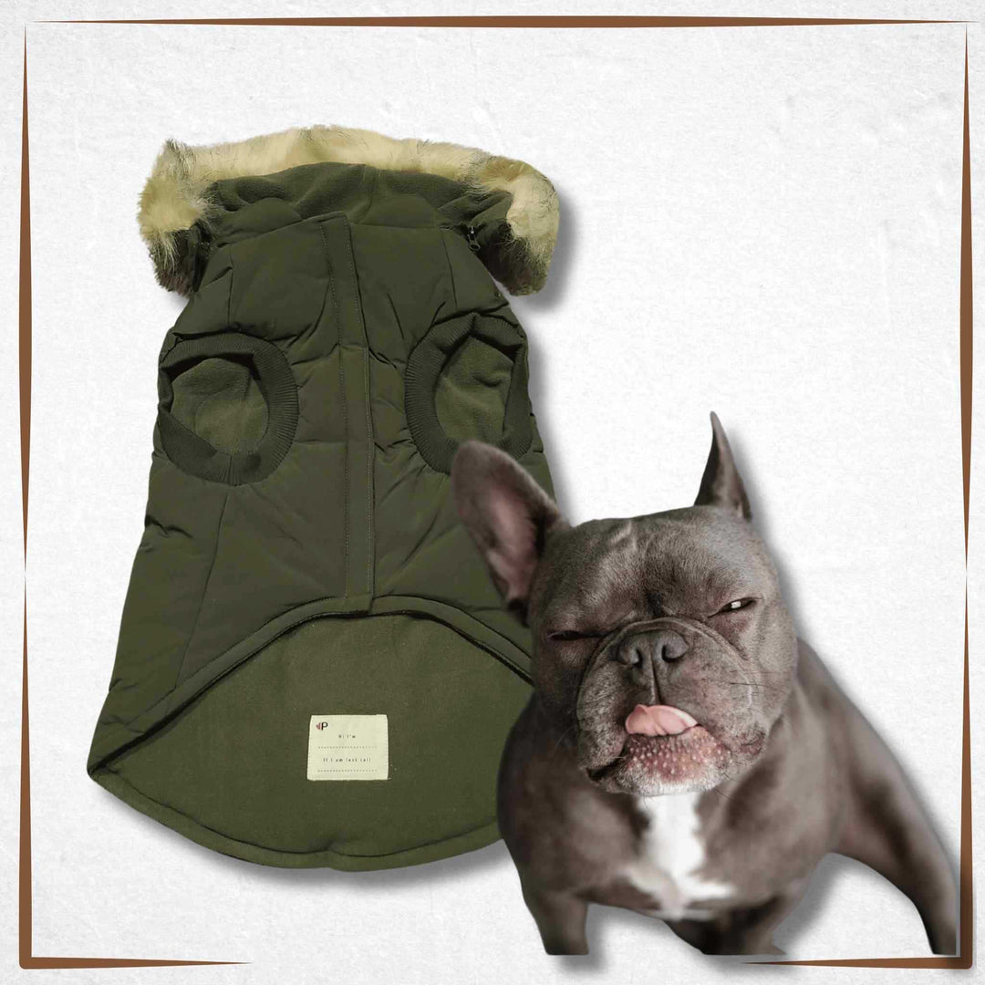 winter dog coat Pajar Green