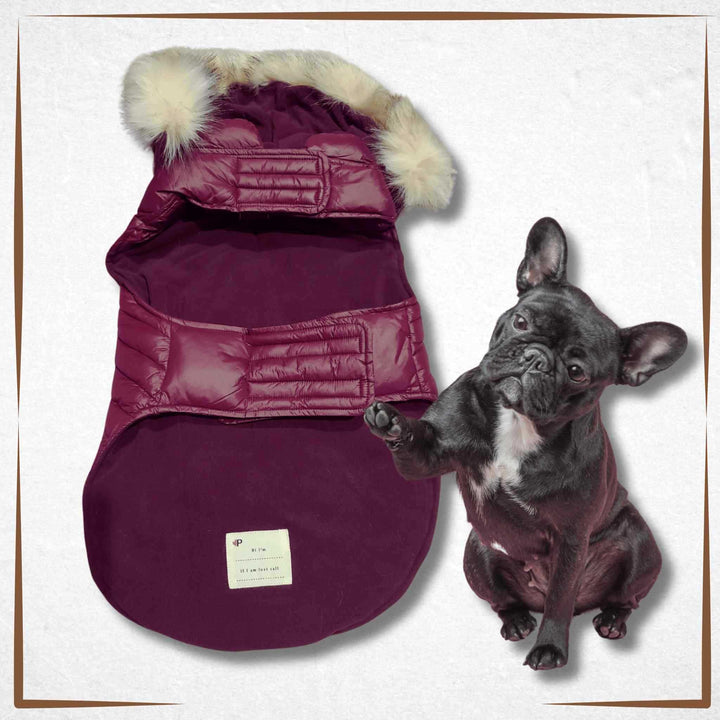 Winter Dog Coat - Pajar Purple