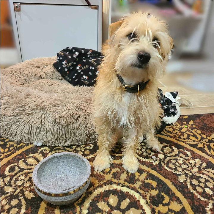 Stone Dog Bowl and Buddy