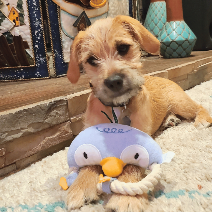 Dog Toy - Blue Penguin Rope Ring